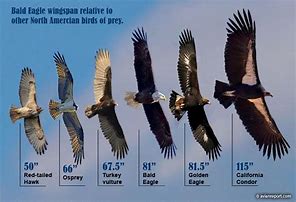 Image result for Biggest Hawk Chart