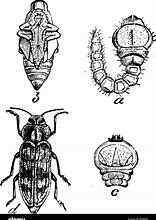 Image result for Apple Tree Pests