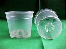 orchidea vaso trasparente coltivare le orchidee in vaso cura orchidee coltivare orchidea vaso trasparente coltivare le orchidee in vaso cura orchidee coltivare