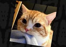 Image result for Cool Cat Edit