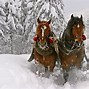 Image result for Wild Horses Winter