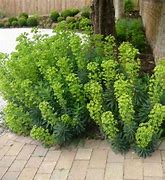 Image result for Euphorbia characias Humpty Dumpty