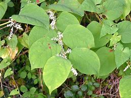 Image result for Japanese Knotweed