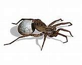 Image result for Baby Wolf Spider