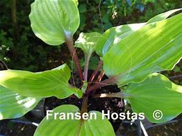 Hosta Almost に対する画像結果