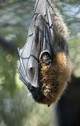 Image result for Fruit Bat Hanging