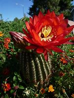 Image result for Arizona Desert Cactus Flower