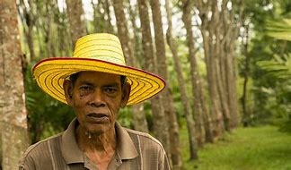 Image result for Rubber Farming