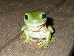 Image result for Smiley-Face Frog