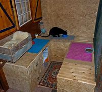Image result for Stray Cat Shelter