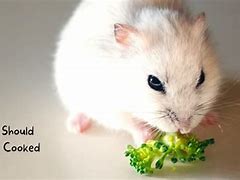 Image result for What Can Hamsters Eat