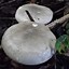 Image result for agaric�c4o