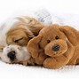 Image result for Up Dog Wallpaper