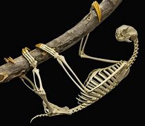 Image result for Anatomy of a Sloth