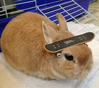 Image result for Bunny with Stuff On Its Head