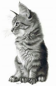 Image result for Dibujos a Lapiz De Gatitos Tiernos