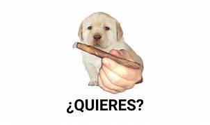 Image result for Que Quieres