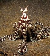 Image result for Octopus Indonesia