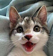 Image result for White Cat Smile