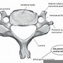 Image result for Vertebrae Cervicales