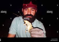 Image result for Man Holding Giant Grasshopper