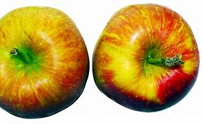 Image result for Ooty Apple Fruit