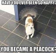 Image result for Funny Excited Dog