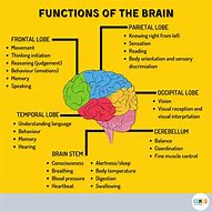 Image result for Info On How the Brain Works