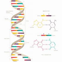 Image result for DNA Structure Image