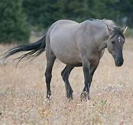 Image result for grulla