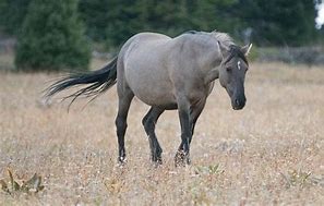 Image result for Grullo Horse