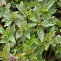 Image result for Mentha piperita Chocolate
