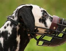 Image result for Muzzled Dog Aesthetic