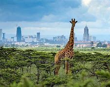 Image result for Kenya Scenery
