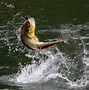 Image result for Bass Fishing Wallpaper 4K Real