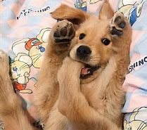 Image result for Goldin Dog Funy HD