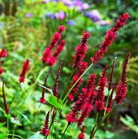 Image result for PERSICARIA AMPL. BLACKFIELD