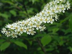 Image result for Black Cherry Tree Blooms