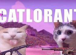Image result for Valorant Cat Memes