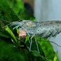 Image result for Chinese Algae Eater and Amano Shrimp
