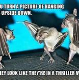 Image result for Fluffy Bat Meme