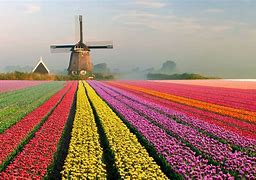 Image result for Netherlands Tulip Fields Multicolor