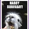 Image result for Funny Cat Birthday Party Meme