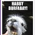 Image result for Gay Cat Birthday Memes
