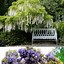 Image result for Perennial Climbing Vines with Flowers