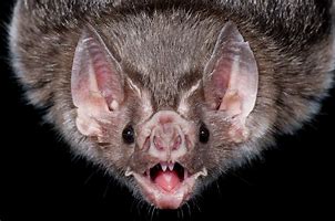 Image result for Vampire Bat Eyes