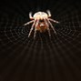 Image result for Spider Web Cracks Wallpaper