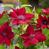 Image result for Clematis Nubia