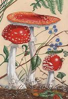 Image result for Mushroom Fan Art