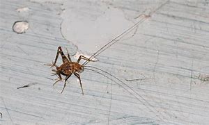 Image result for Rhaphidophoridae Cave Crickets